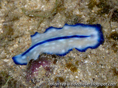 Pseudoceros Flatworm