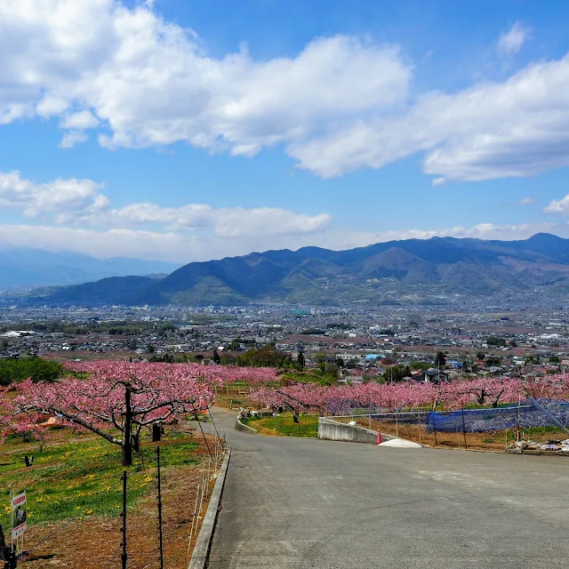 一宮　花見台　桃源郷