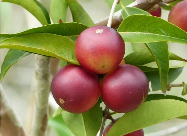 Camu camu fresco, superalimento con alto contenido de vitamina C y antioxidantes naturales