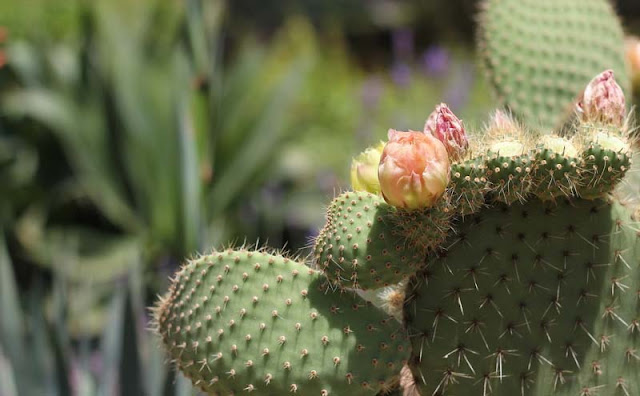 Cactus Flowers Pictures