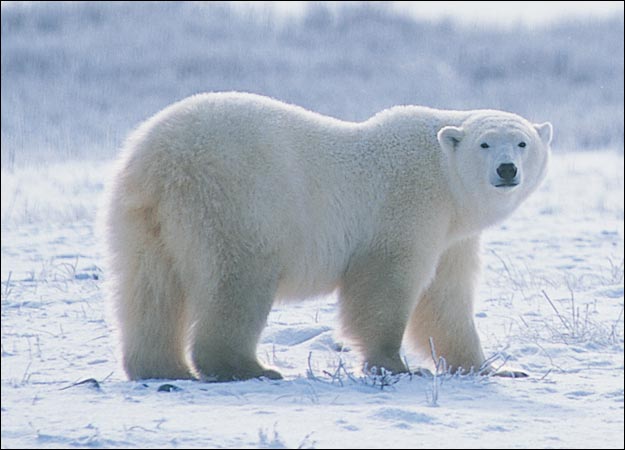 polar bear picture