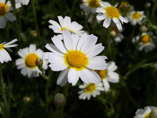 Margarita (Bellis perennis)