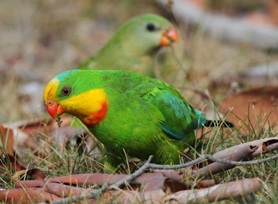 Perico soberbio: Polytelis swainsonii