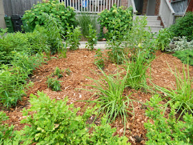 Wychwood Toronto Pollinator Garden Makeover After by Paul Jung Gardening Services--a Toronto Organic Gardener