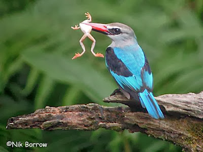 Alción senegalés Halcyon senegalensis