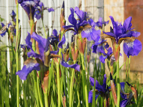 Iris sibirica. Photographed by Susan from Loire Valley Time Travel. https://tourtheloire.com