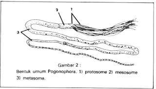 pogonophora