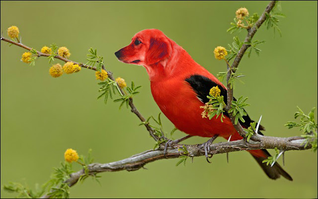 Bird with dog head (Morphing Tutorial)