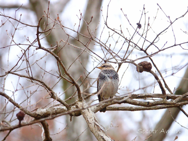 Turdus eunomus