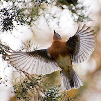 kecantikan burung