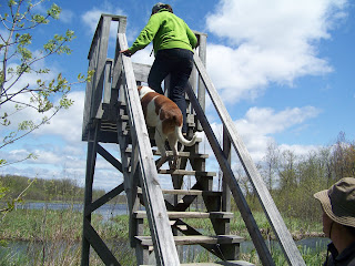 lookout tower