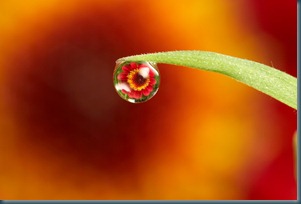 dewdrop