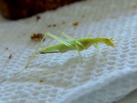 katydid instar