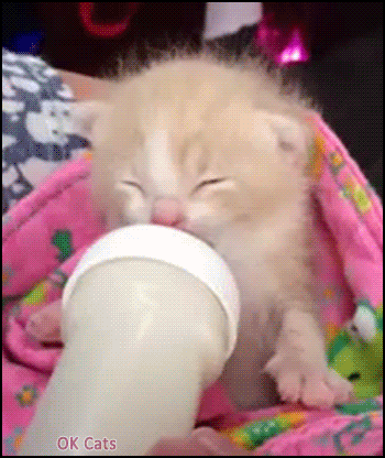 Cute Kitten GIF • Adorable kitty lying on her back making biscuits in the air [ok-cats.com]