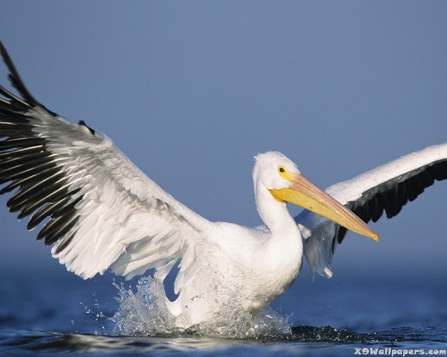 sea bird cranes sea wild photography