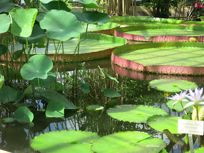 Victoria water-lily in Botanic Garden, Stockholm