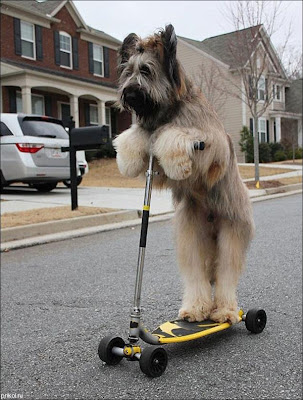 Scooter Dog