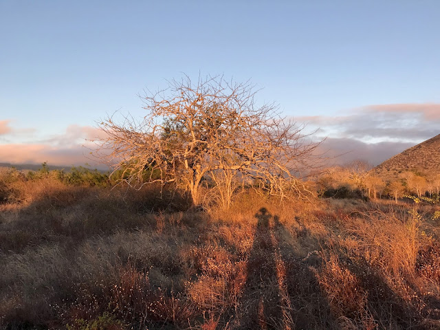 Isla Santiago, Galápagos