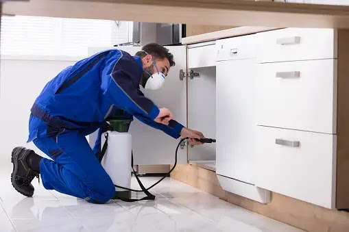 How to Control Pests at Home
