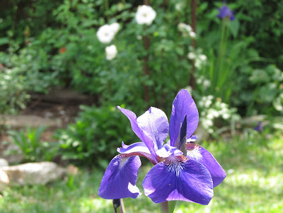 Annieinaustin,Siberian iris flower