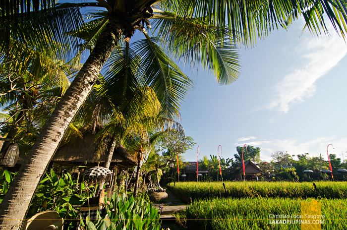 Bebek Tepi Sawah Villas Ubud Rice Paddy