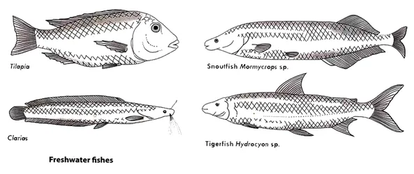 Adaptation of animals to freshwater habitat