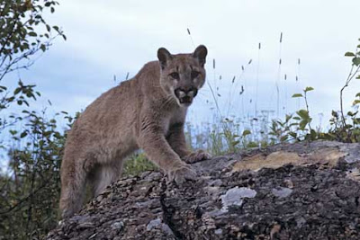 The cougar is extremely agile with powerful jumping or leaping ability. Their prefered food is deer but will prey on mammals such as coyotes, marmots, hares, raccoons, mice, beavers, and birds