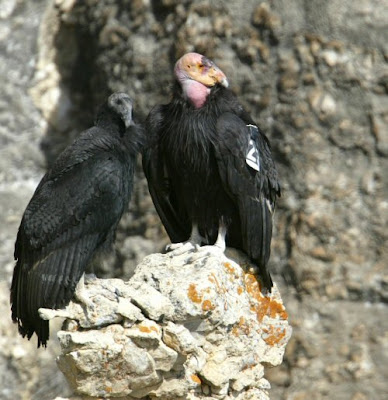 california condor map. California Condor Endangered