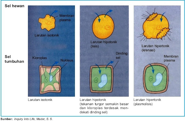 Contoh Difusi Hewan - Contoh L