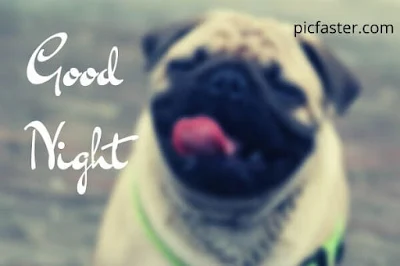 Cute Good Night Images Free Download
