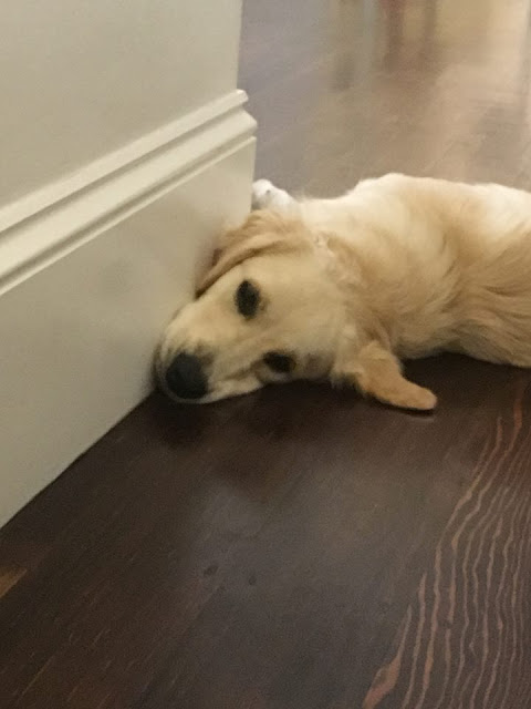 Golden retriever puppy