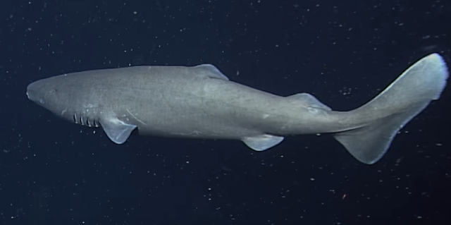 Pacific Sleeper Shark (Somniosus pacificus) 14.4 feet / 4.4 m