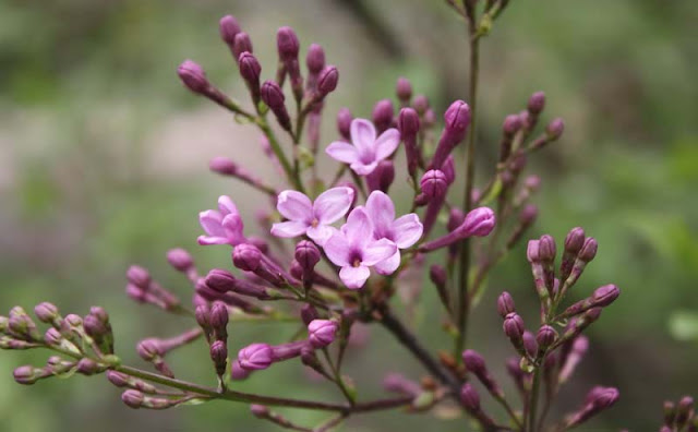 Lilac Flowers Pictures