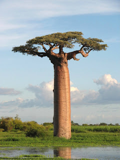 Pohon Baobab, Tampak Seperti Pohon Terbalik