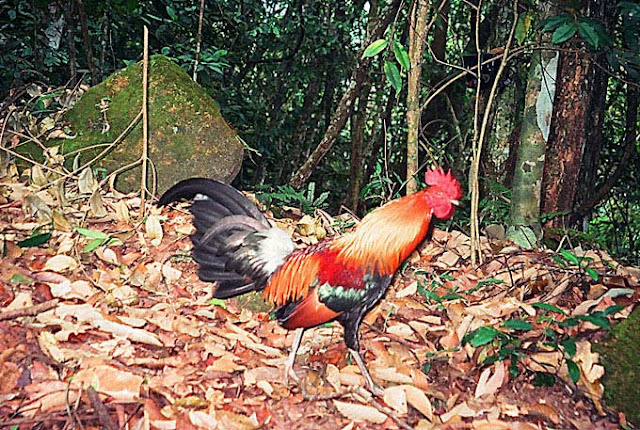 Hobi Ayam  Tangkas mengenal ayam  hutan  cikal bakal ayam  
