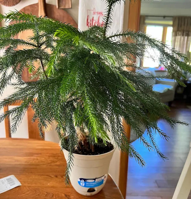 Photo of a Norfolk Pine in a pot.