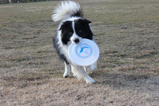 border collie dog pets playing training puppy