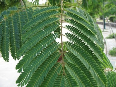 The World S Tree Species Persian Silk Tree Albizia Julibrissin