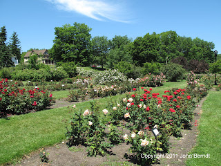 Maplewood Rose Garden 23 June 2009