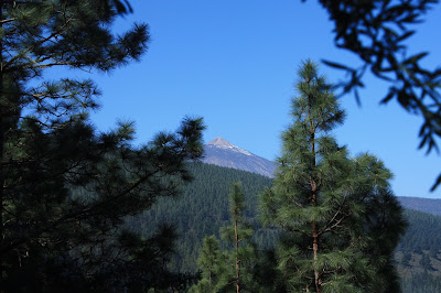 LA CALDERA DE LA OROTAVA (ZONA RECREATIVA) - LOS ÓRGANOS, pista forestal y la silueta del Teide