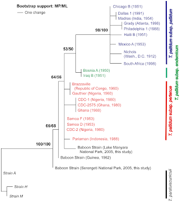 syphilis human and baboon strains