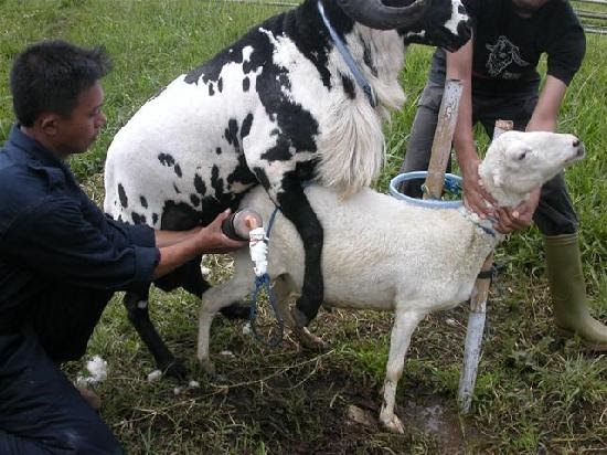 blog domba garut Sejarah Perkembangan Inseminasi  Buatan  