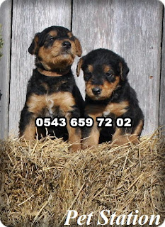 satılık airedale terrier yavruları, airedale köpek fiyatları, ariedale terrier yavruları sahbinden, airedale terrier satışı, airedele terrier özellikleri, sahibinden satılık airedale terrier yavruları, satılık airedale terrier yavrusu, satılık yavru airedale terrier, sahibinden satılık terrier yavruları, satılık airedale terrier yavruları istanbul, satılık airedale terrier yavruları ankara,satılık airedale terrier yavruları antalya, satılık airedale terrier yavruları bursa, satılık airedale terrier yavruları izmir, satılık airedale terrier yavruları eskişehir, satılık airedale terrier yavruları çanakkale, satılık airedale terrier yavruları muğla, satılık airedale terrier yavruları trabzon, satılık airedale terrier yavruları sakraya, 