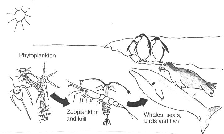 food chain images. simple food chain diagram.