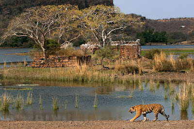 ranthambore safari - bhati tours