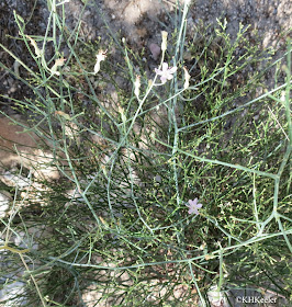 skeletonplant, Kasha-Katuwe National Monument