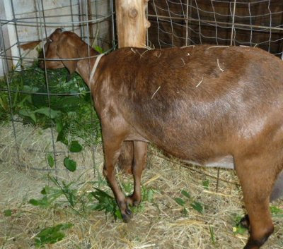 Jasmine eating fresh forage from the hay feeder