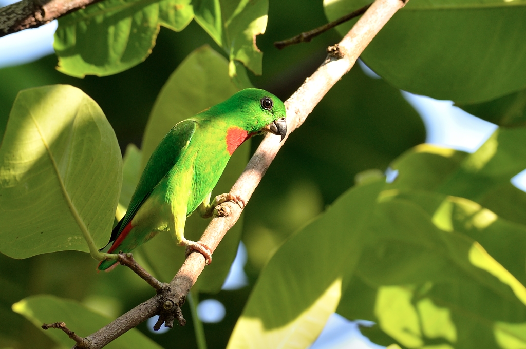 Malay Hanging Parrot Burung Serindit Burung Serindit Photo