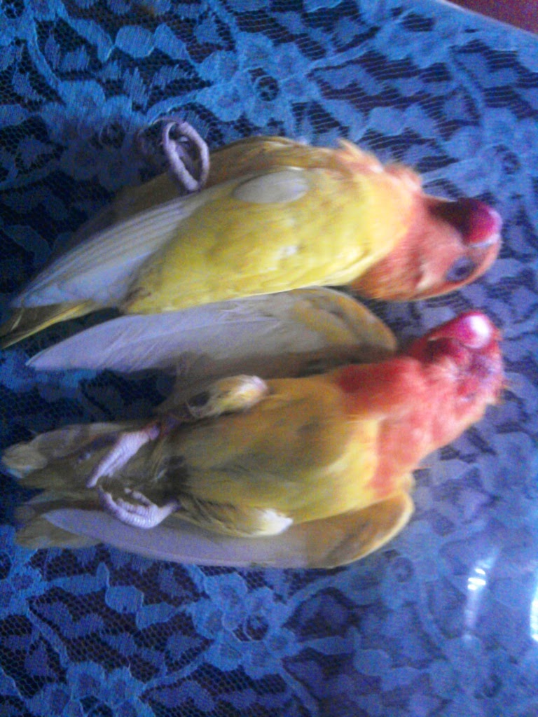 My Birds Region: Penyakit yang biasa menyerang Love Bird 