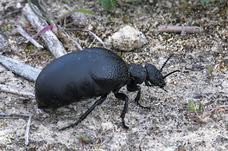 carraleja-negra-meloe-tuccius-sobre-tierra-